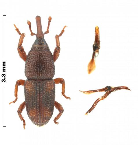 Sitophilus oryzae